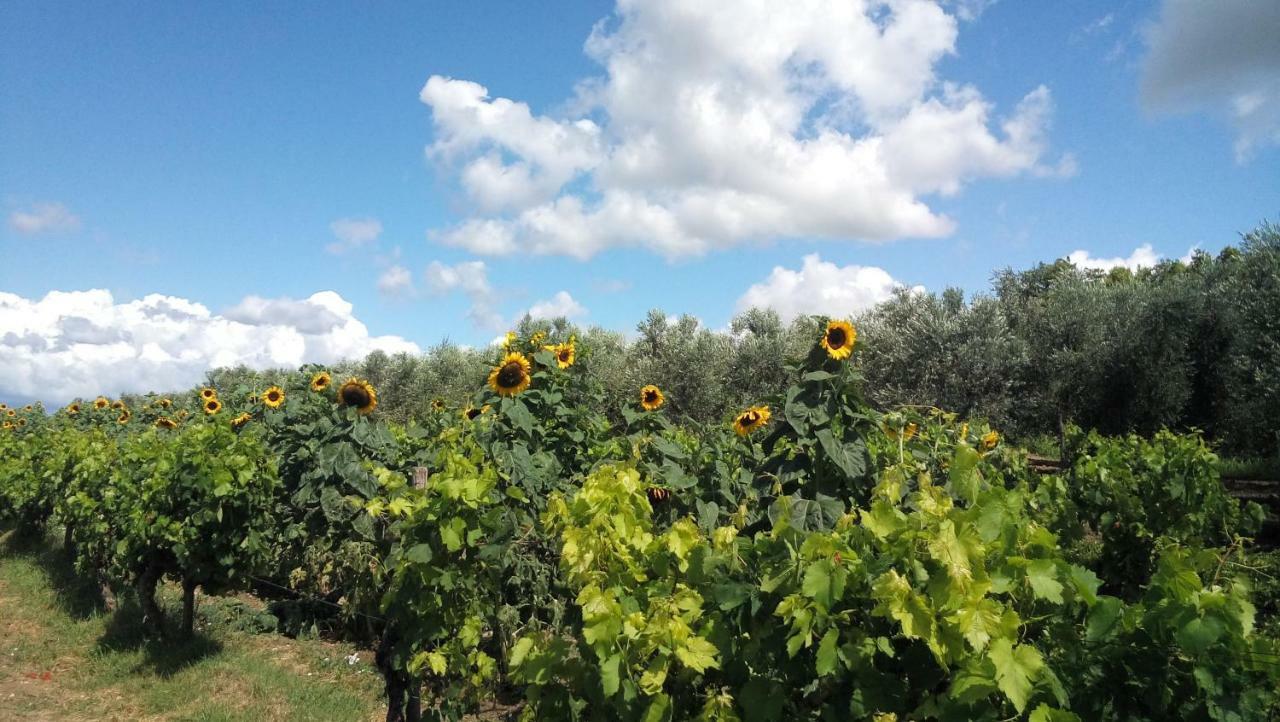 Rooms Agroturizam Romano Buje Dış mekan fotoğraf