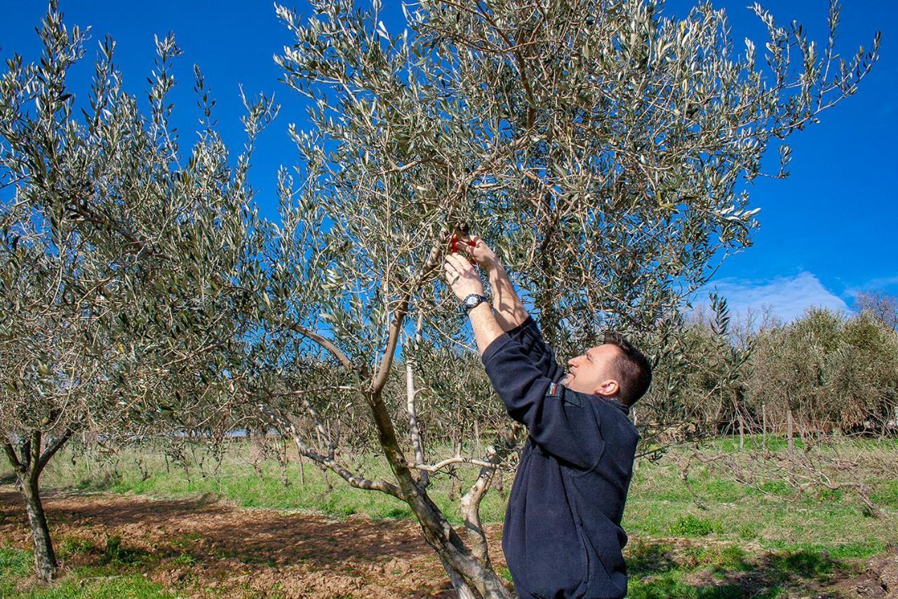 Rooms Agroturizam Romano Buje Dış mekan fotoğraf